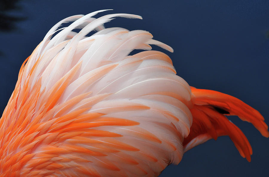 Tequila Sunrise - Flamingo Feathers Photograph by Paul Wheeler Photography