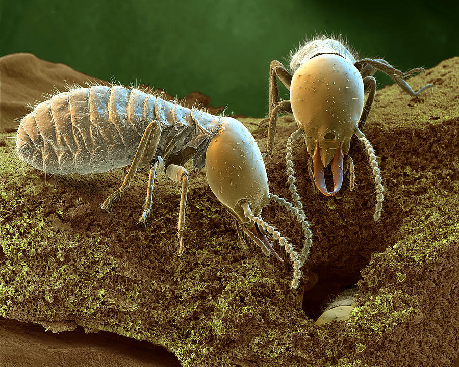 Termites Photograph by Meckes/ottawa