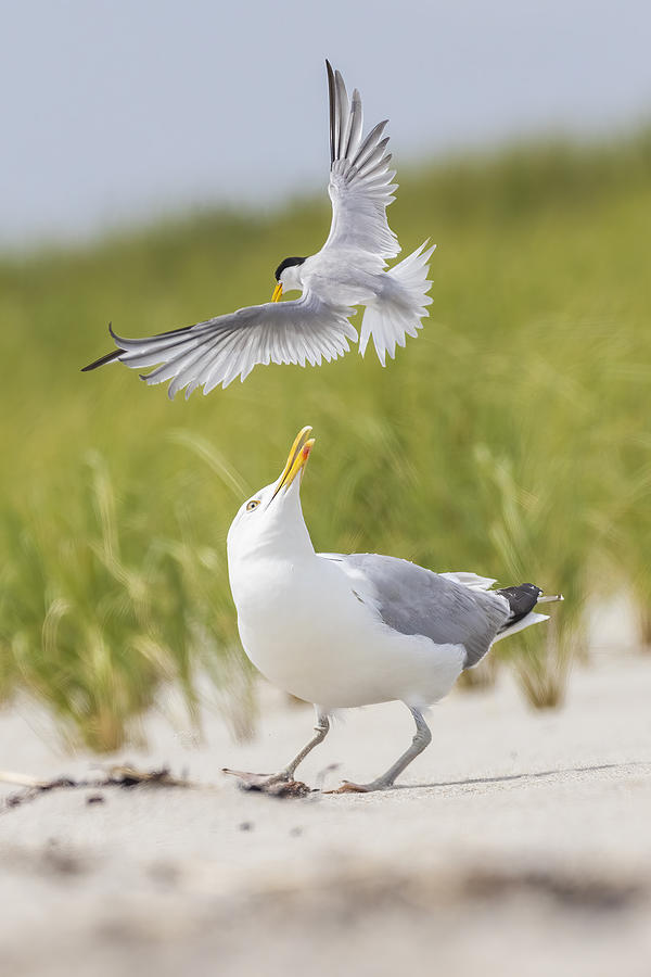 Bird Photograph - Tern Attack by Mircea Costina
