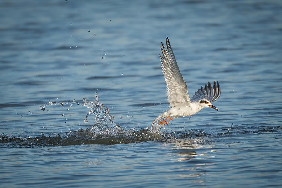 Wildlife Photograph - Tern Emerging From Water With Fish by Alex Li