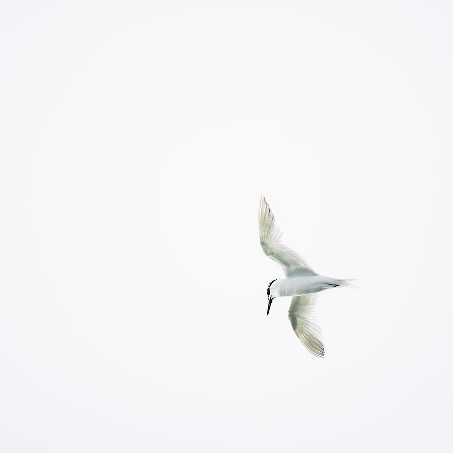 Tern Flying Against White Background Photograph by Roine Magnusson