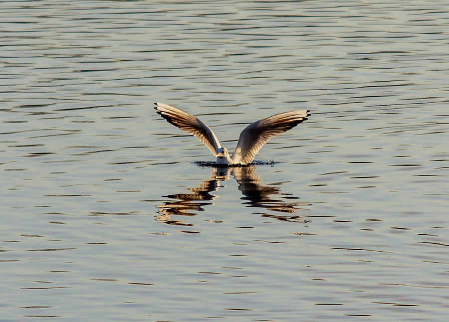 Tern wings stretched reflecting Photograph by Scott Lyons