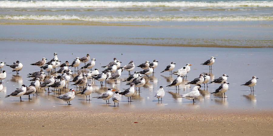 Terns and Gulls Panoramic Photograph by Mary Ann Artz