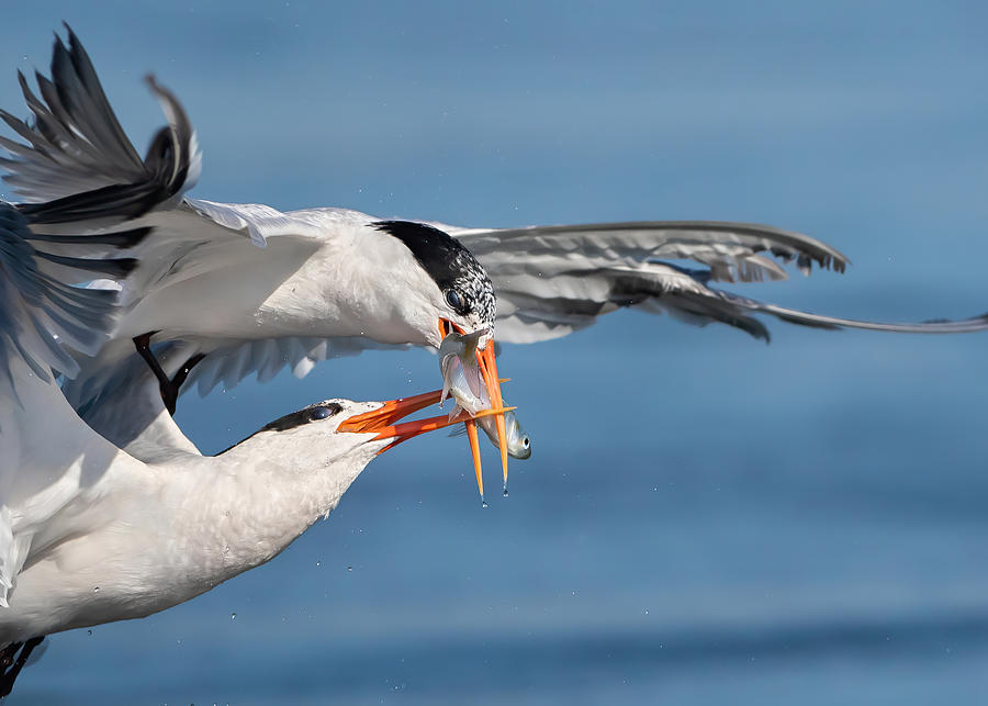 Fish Photograph - Terns Fighting For A Fish by Jack Zhang