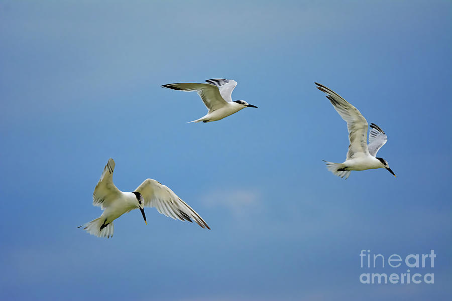 Terns Flying On A Clear Day 0473 78 79 Photograph By Marvin Reinhart