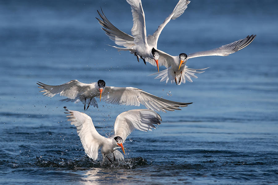 Fish Photograph - Terns Hunting Fish by Jack Zhang