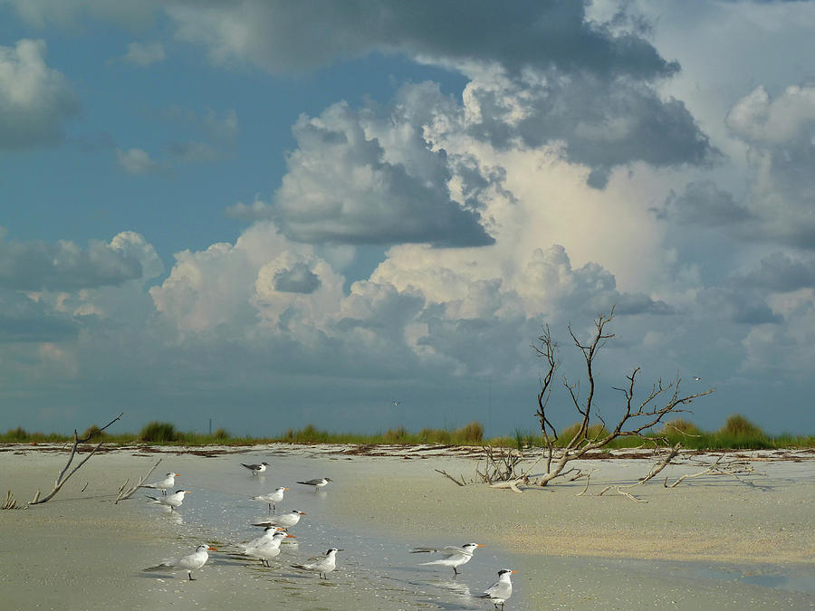 Terns on the Beach Photograph by Lisa Malecki
