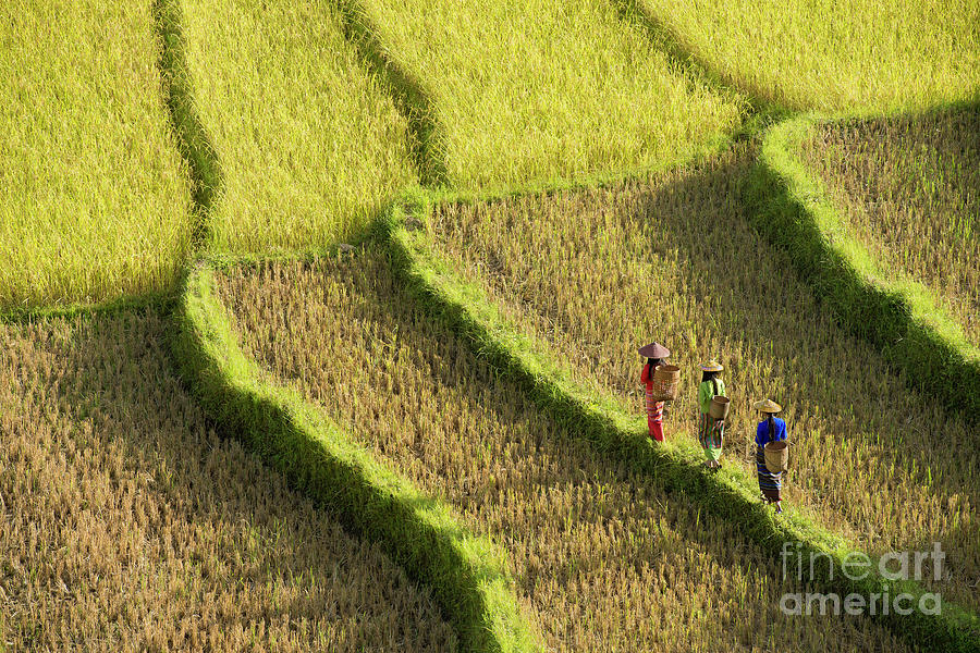 Traditionally Dressed Women Walking Along Rice Terraces in Burma Photograph by Tom Schwabel
