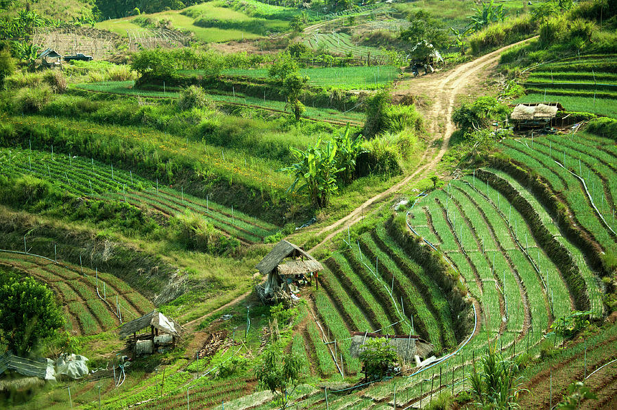 Terraced Farming Photograph by Karenmassier