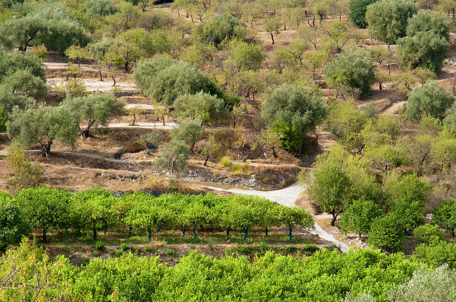 Terraced Hillside With Olive Trees Photograph by Stuart Mccall