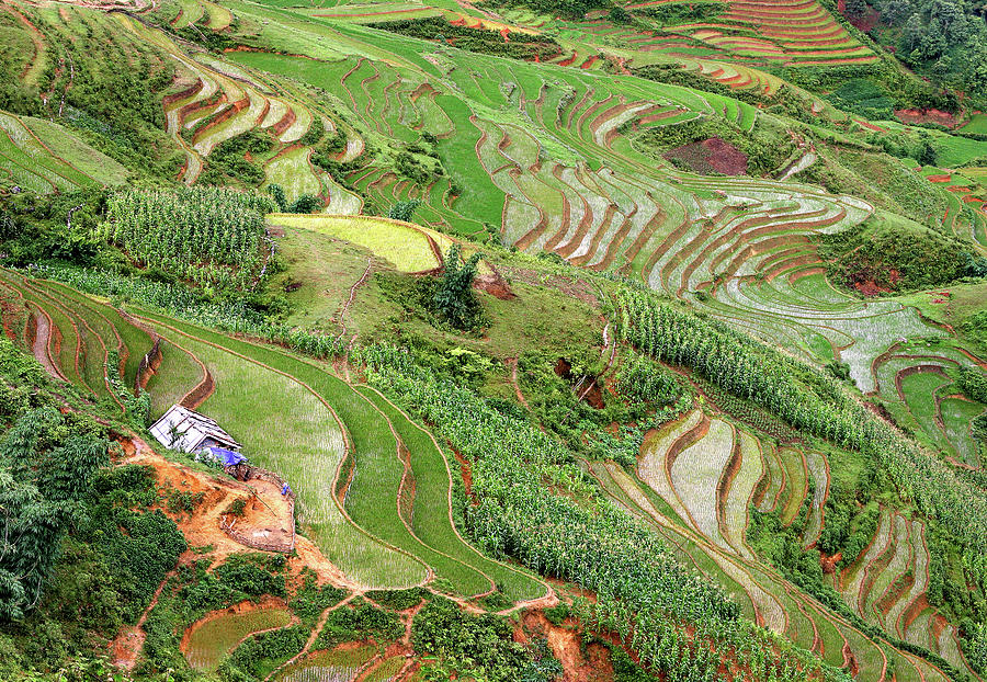 Terraced Rice Fields In Sapa Photograph by Rob Kroenert