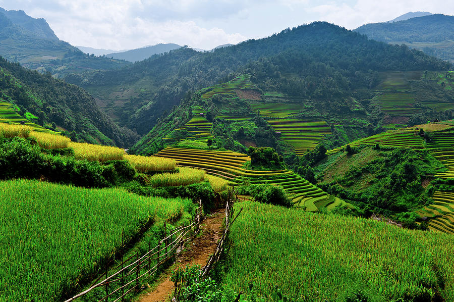 Terraced Rice Fields In Vietnam by @chinnyplus