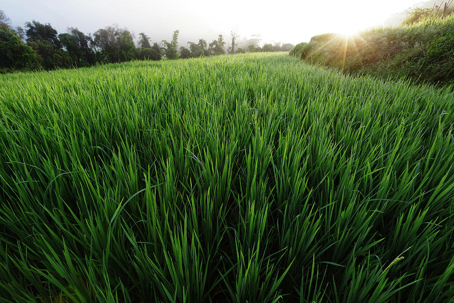 Terraced Rice-fields Photograph by Nobythai