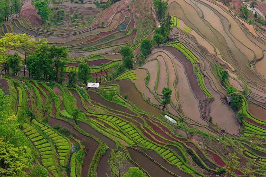 Terraced Rice Paddy Fields, Yuanyang Photograph by Mint Images/ Art Wolfe