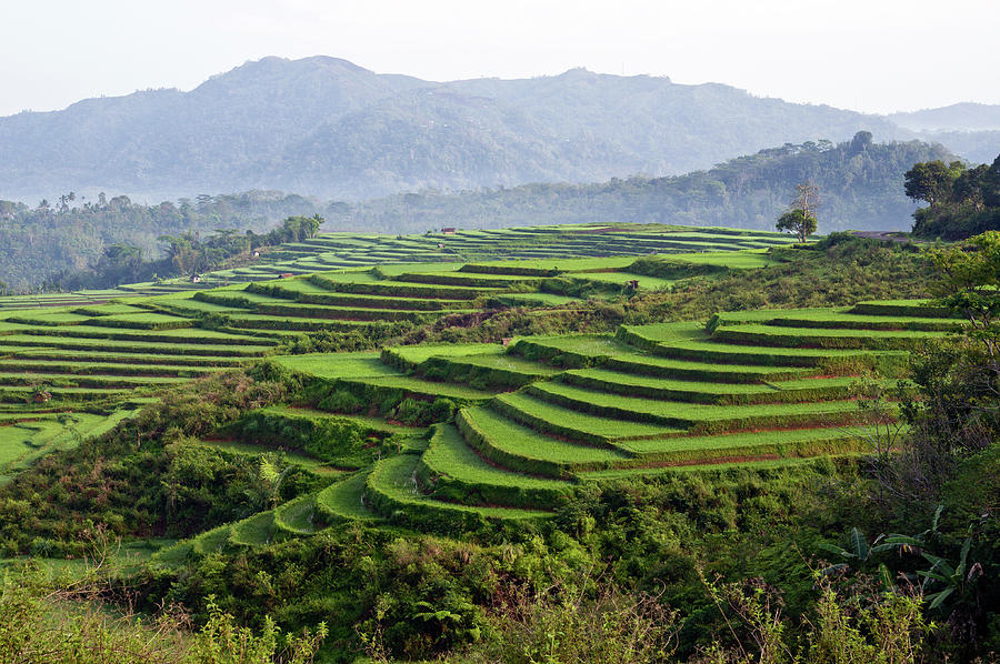 Nature Photograph - Terraces Of Rice Paddy Field by Tristan Savatier
