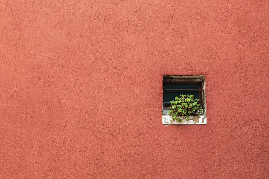 Growth Digital Art - Terracotta Coloured Stucco Exterior House Wall With Green Succulent Plant On Windowsill, Burano Island, Venetian Lagoon, Venice, Veneto, Italy by Perry Mastrovito