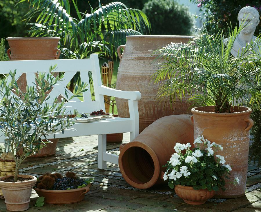 Terracotta Planters Holding Small Olive Tree, Geraniums And Date Palm On Sunny Garden Terrace Photograph by Friedrich Strauss