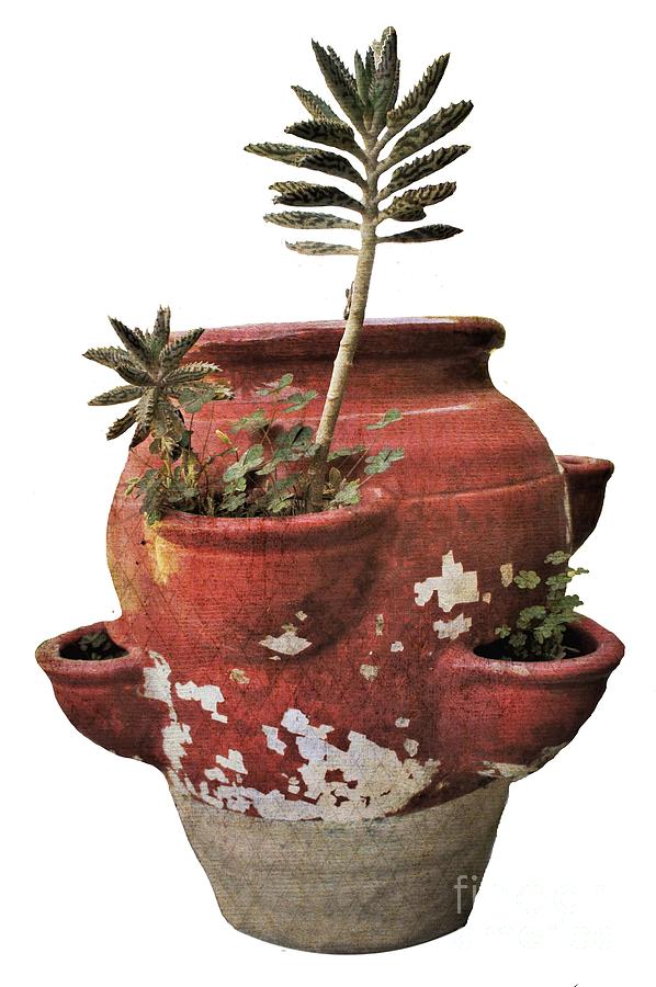 Terracotta Pot Isolated Digital Art By Priscilla Wolfe Fine Art America   Terracotta Pot Isolated Priscilla Wolfe 