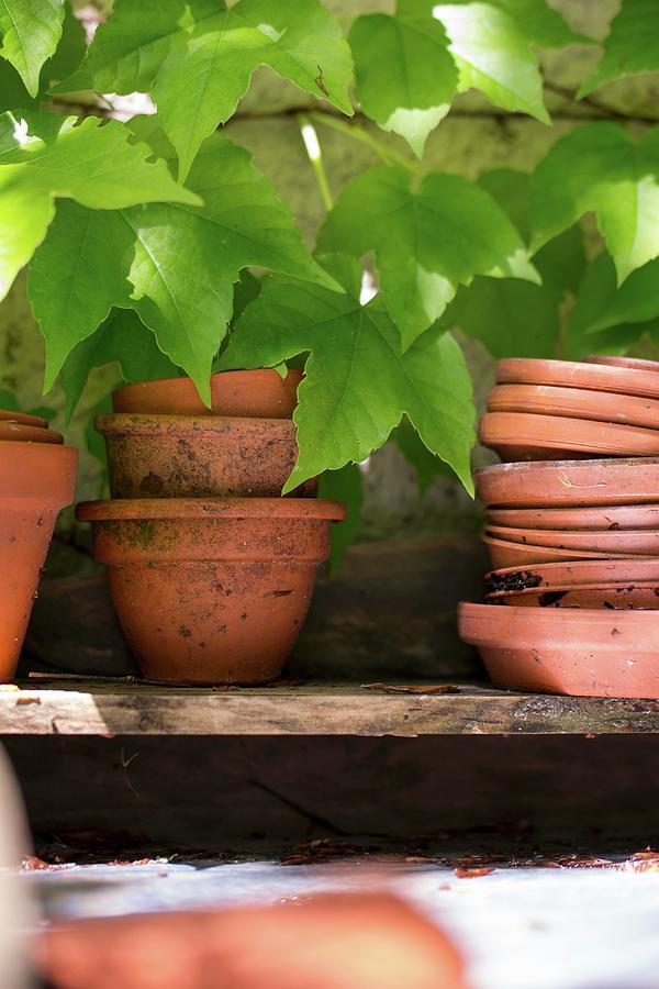 Terracotta Pots And Saucers On Board Shelf Under Virginia Creeper Photograph by Patsy&christian