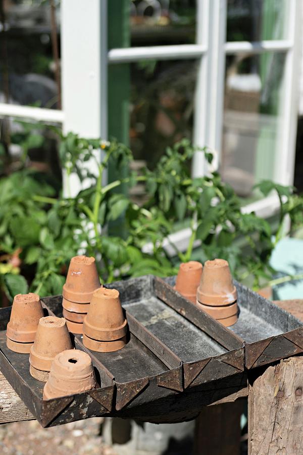 Terracotta Pots In Metal Trays In Front Of Greenhouse Photograph by Cecilia Mller