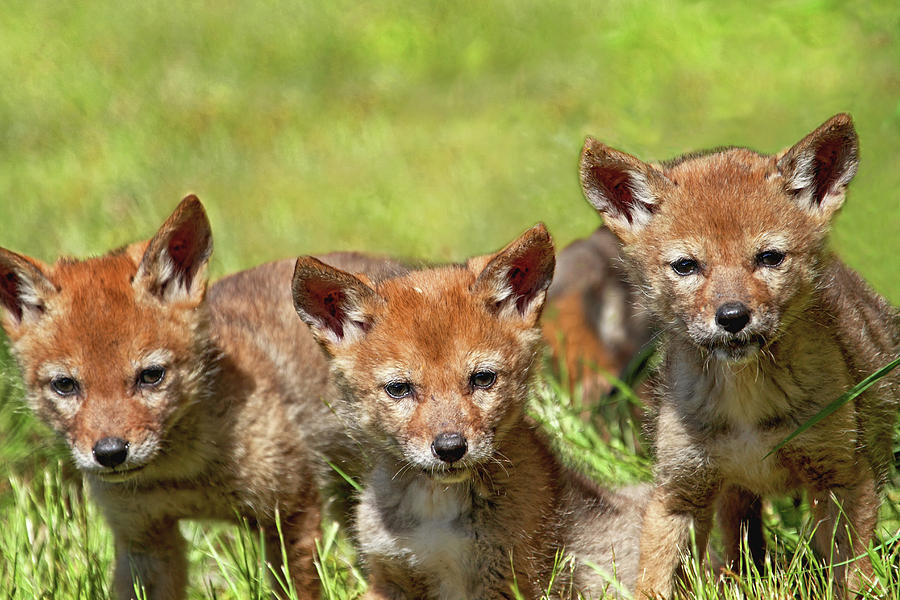 Terrible Trio - Baby Coyotes Photograph by Peggy Collins