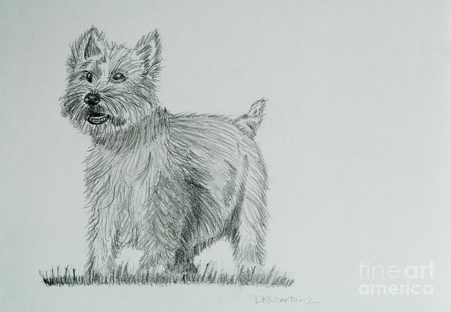 Nature Drawing - Terrier Puppy by Deborah Klubertanz