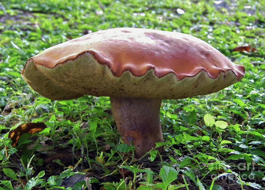 Terrific Toad Stool  Photograph by D Hackett
