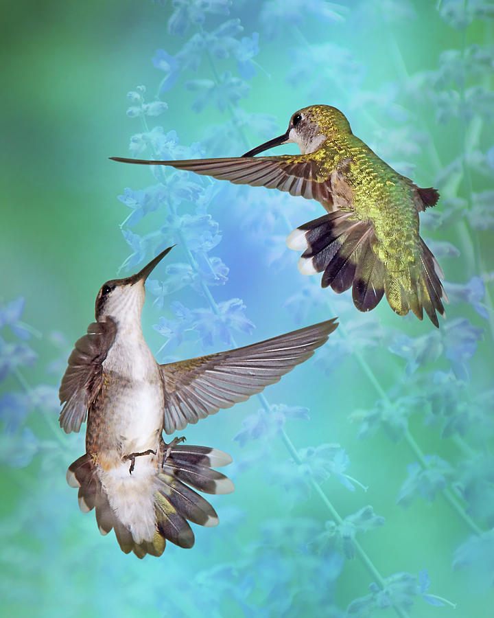Territorial Dispute - Hummingbirds Photograph by Nikolyn McDonald