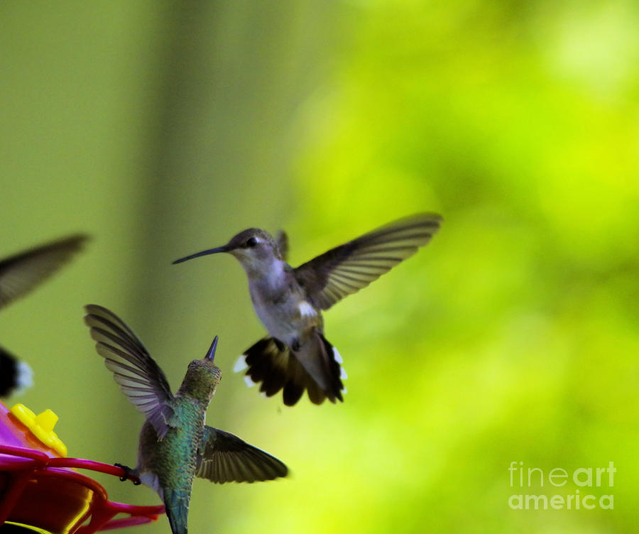 Territorial Hummingbirds Photograph