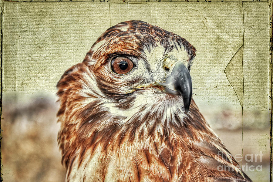 Wildlife Photograph - Tess the Lady Hawk Antiqed Postcard by Janice Pariza