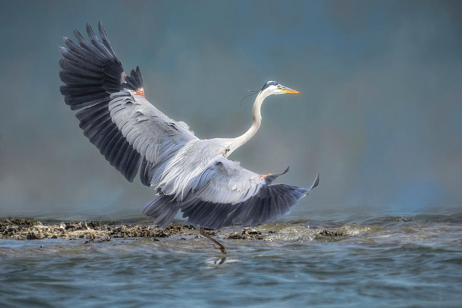 Heron Photograph - Testing the Waters by Donna Kennedy