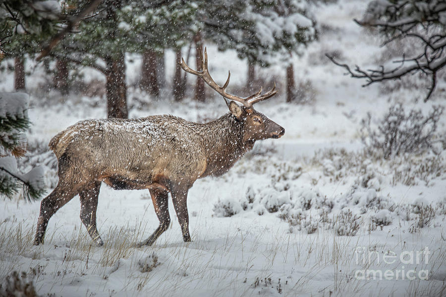 Elk Watching Photograph