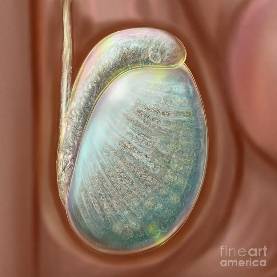 Testis Photograph By Russell Kightleyscience Photo Library 