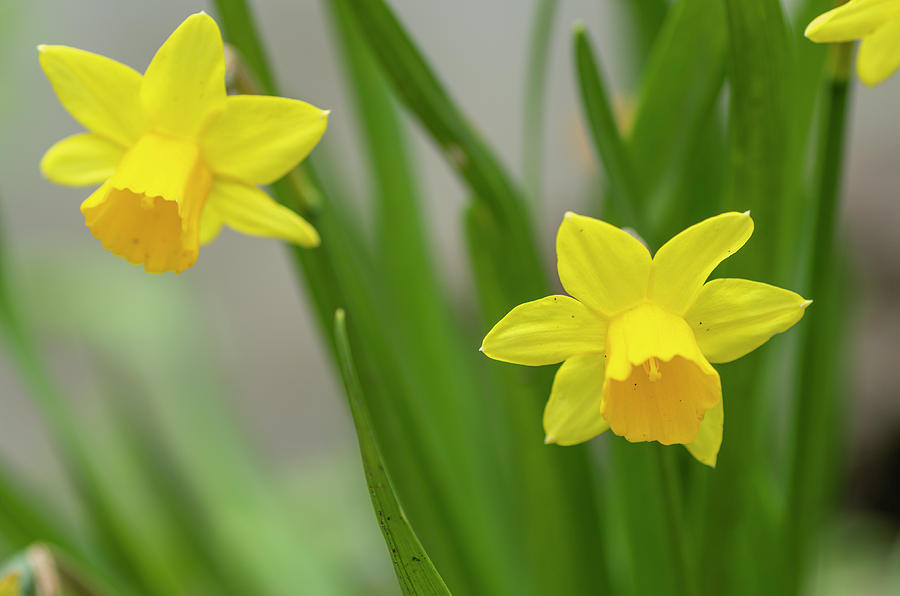 Tete A Tete Daffodil 1 Photograph