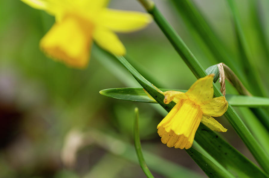 Tete A Tete Daffodil Photograph