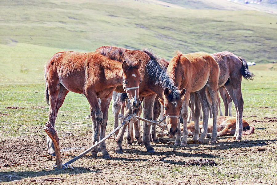 Horse Photograph - Tethered Horses by Photostock-israel/science Photo Library