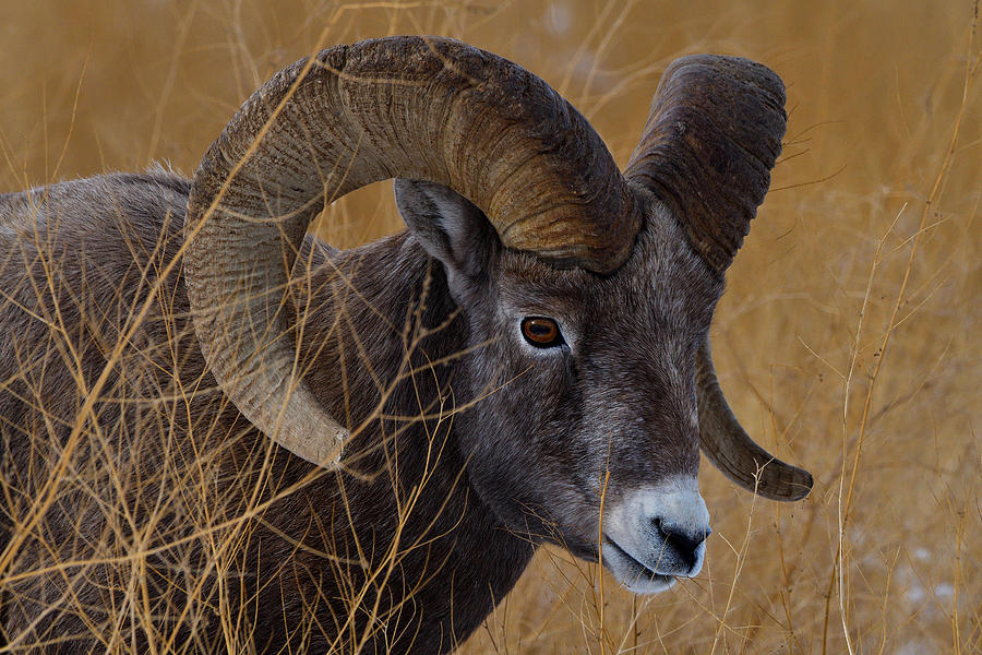 Teton Bighorn Photograph by Michael Morse - Fine Art America