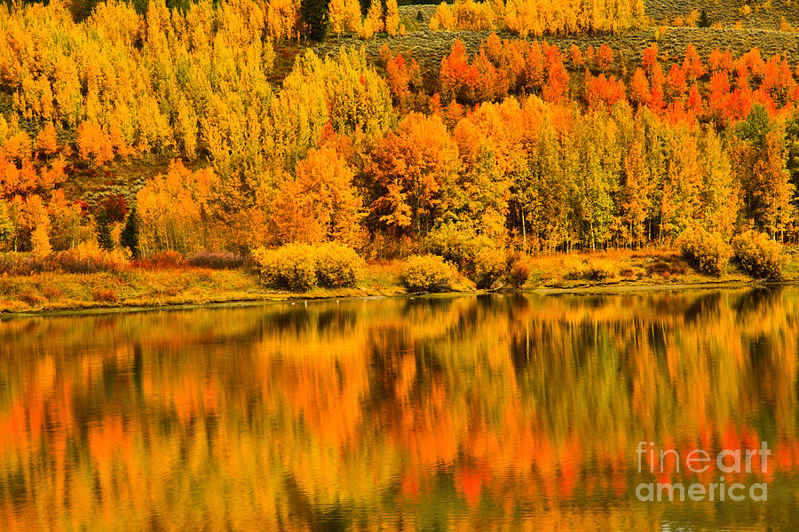 Teton Fall Foliage Reflections Photograph by Adam Jewell