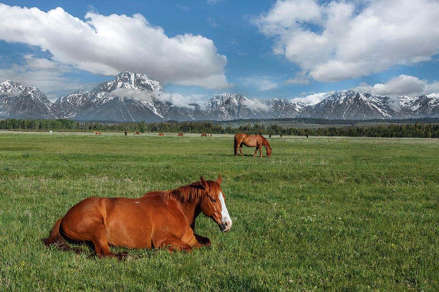 Teton Horses Photograph by Galloimages Online - Fine Art America