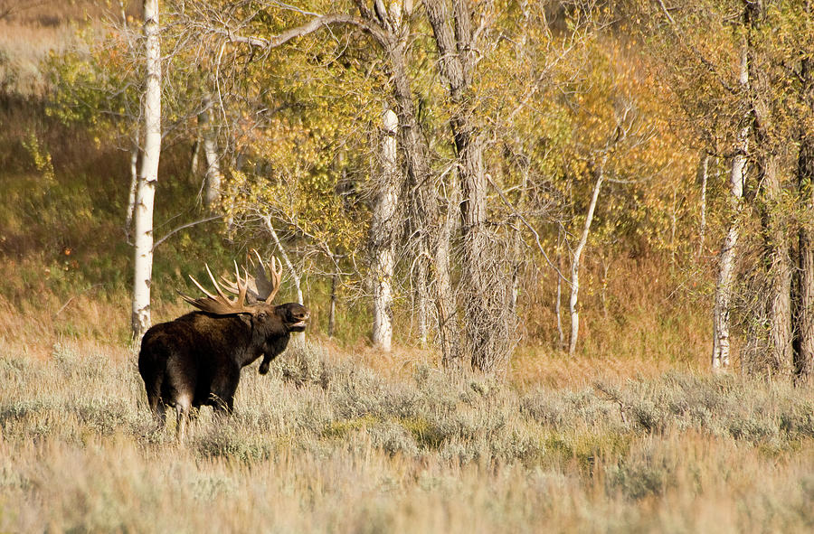 Teton Moose Photograph by Amy Hudechek
