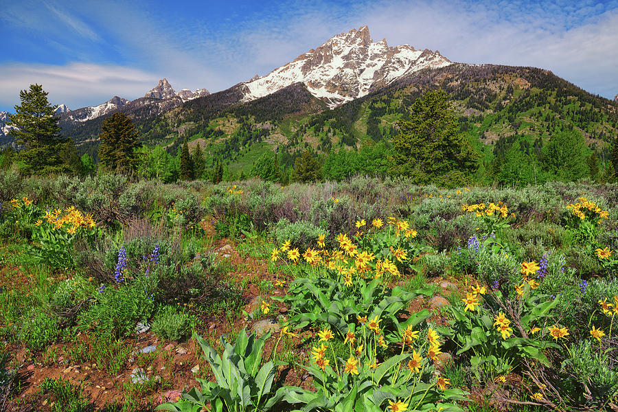 Teton Spring Wildflowers Photograph by Greg Norrell