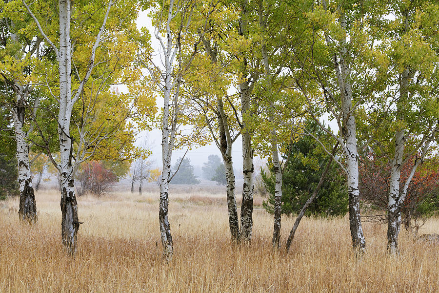 Teton Trees Photograph by Catherine Avilez