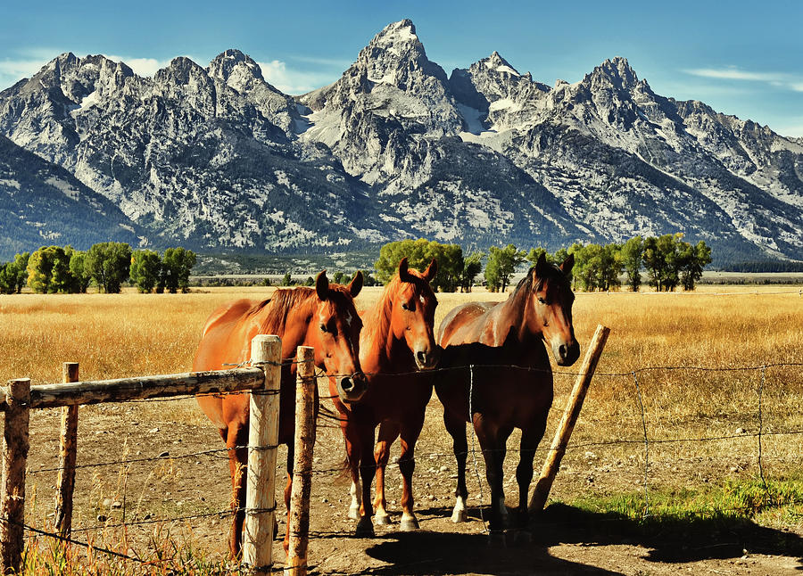 Teton Trio In The Fall Photograph by Jeff R Clow