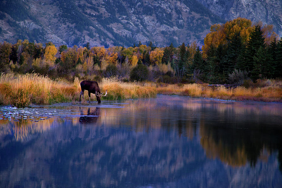 Tetons Moose and Lakeshore in Autumn Photograph by David Chasey