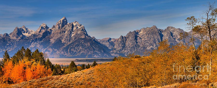 Tetons Over The Golden Aspens Panorama Photograph by Adam Jewell