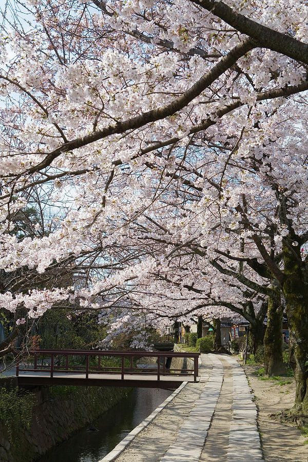 Tetsugakunomichi, Kyoto Prefecture Photograph by Daj Tetsugakunomichi, Kyoto Prefecture Photograph by Daj
