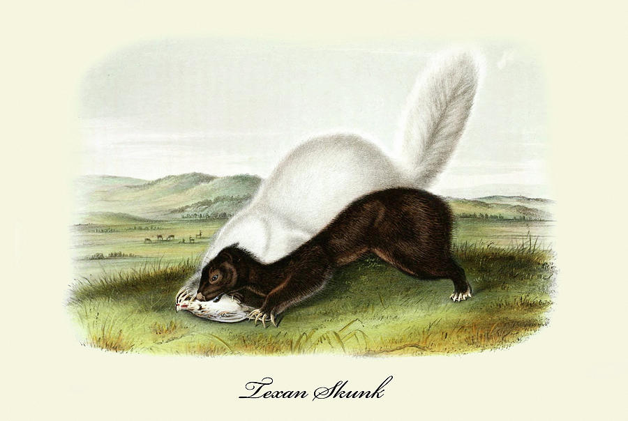 Texan Skunk Painting by John Joseph Audubon