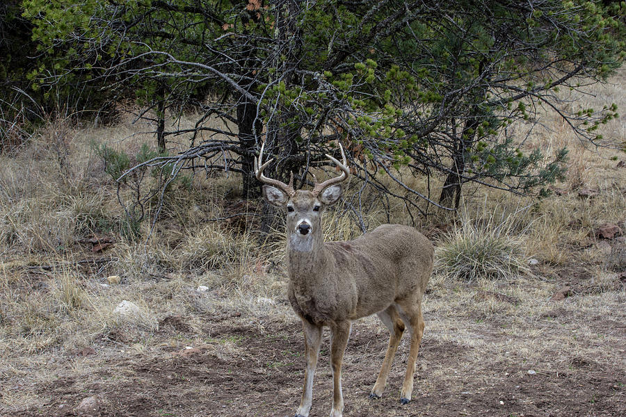 Texas 8 pt Photograph by Renny Spencer