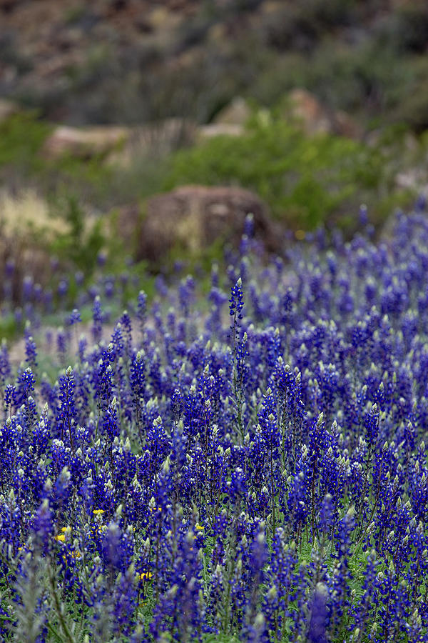 Texas Big Bend Bluebonnets Photograph by Renny Spencer