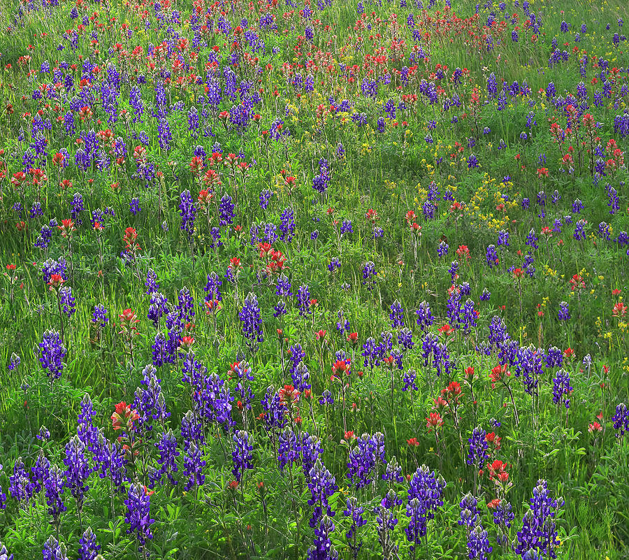 Texas Bluebonnet And Paintbrush Flowers, Texas Photograph by Tim Fitzharris
